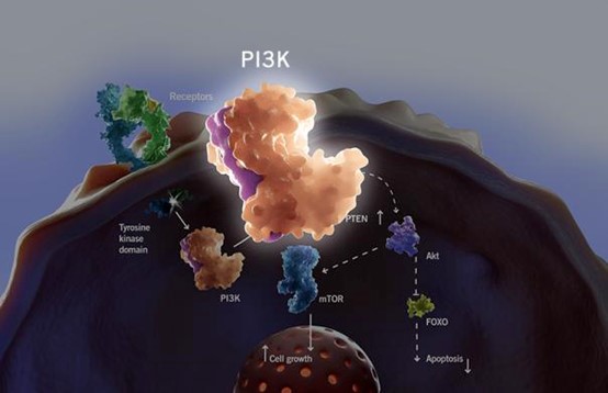 上海阿特蒙|晚期頭頸部鱗癌新希望，PI3K抑制劑
